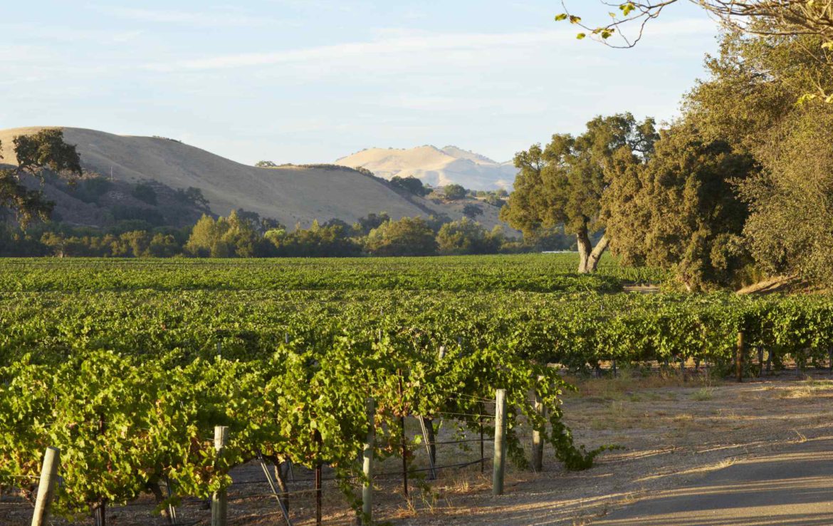 vineyard venue